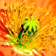 Illustration for article titled Shooting Challenge: Macro Gallery
